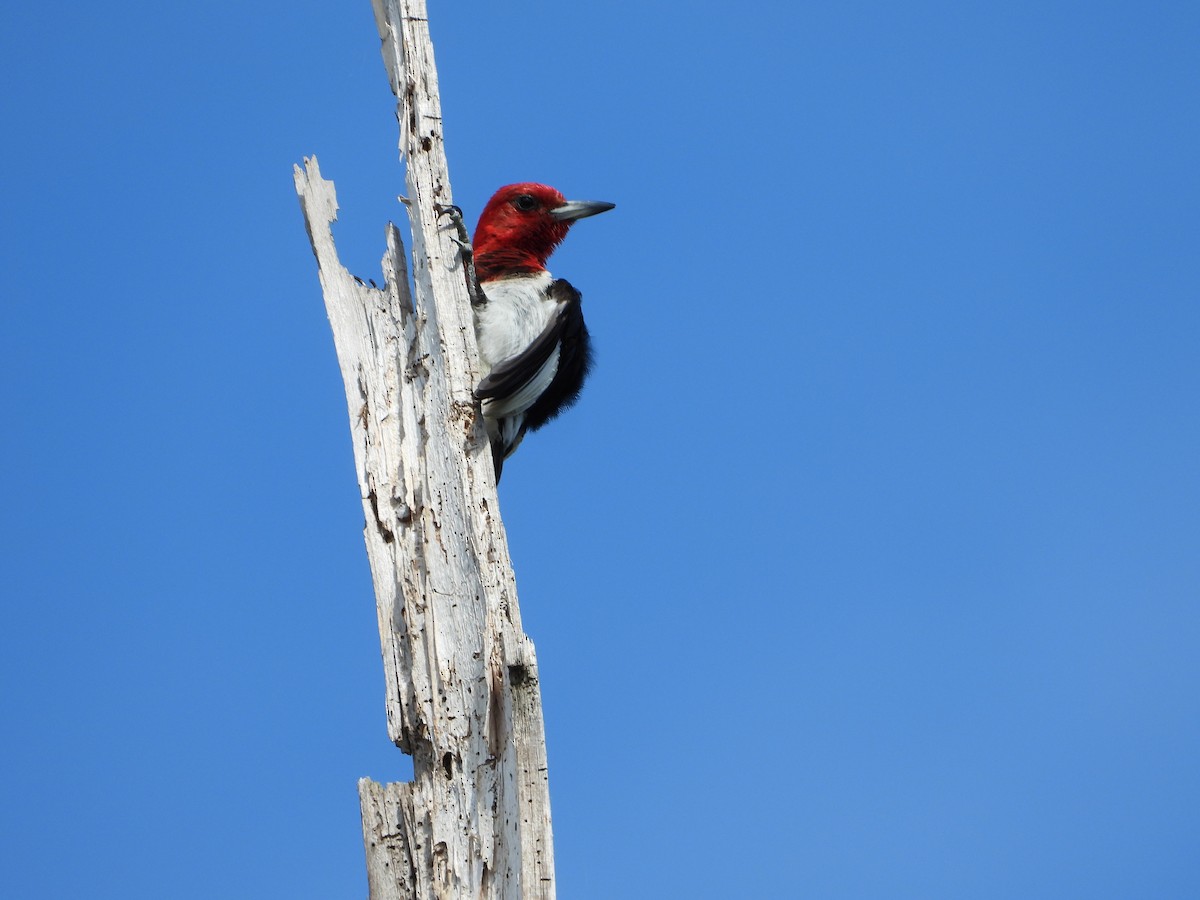 Red-headed Woodpecker - ML620404090