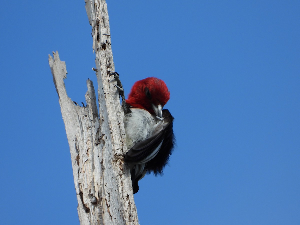 Pic à tête rouge - ML620404091