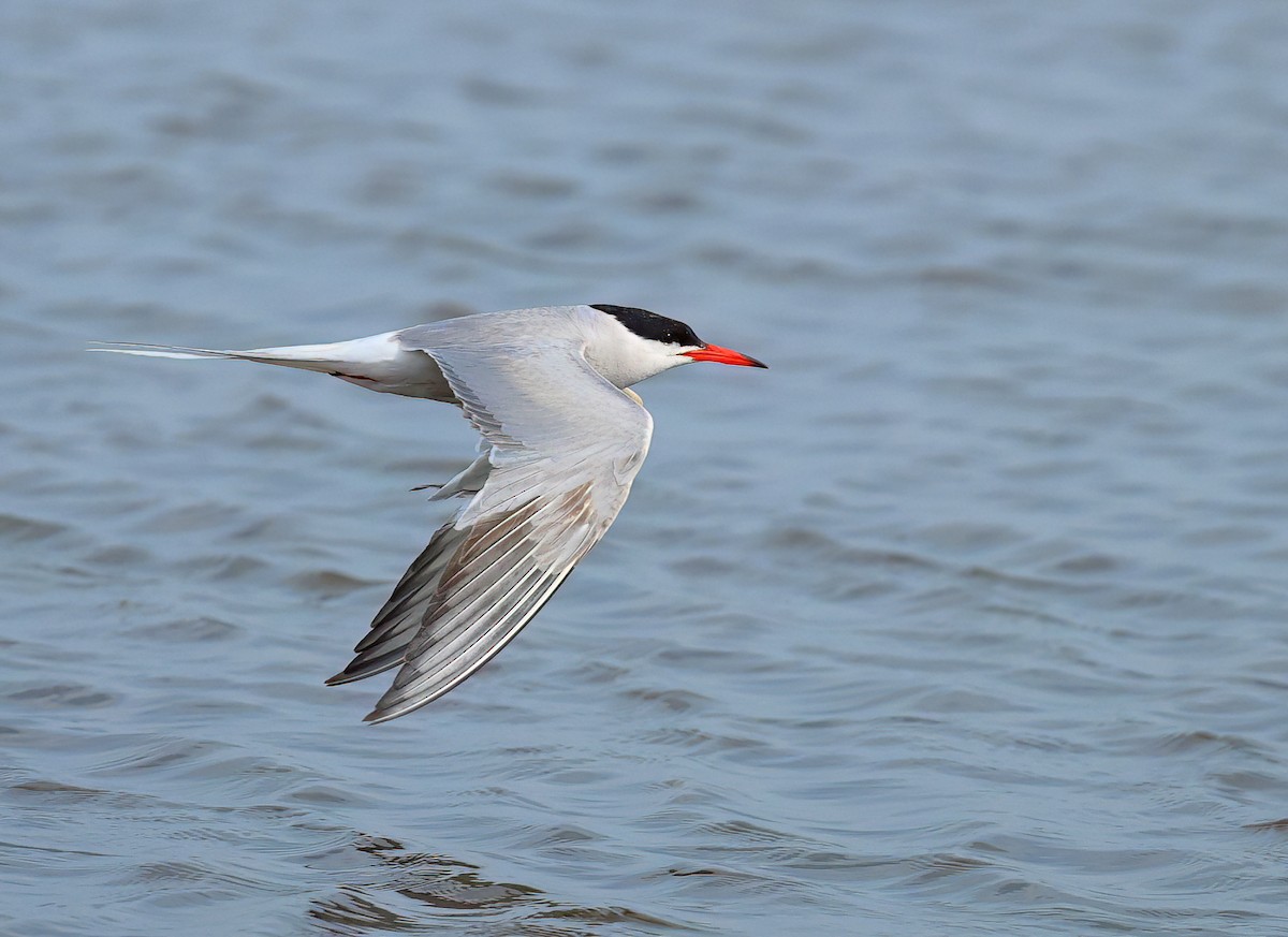 Common Tern - ML620404095