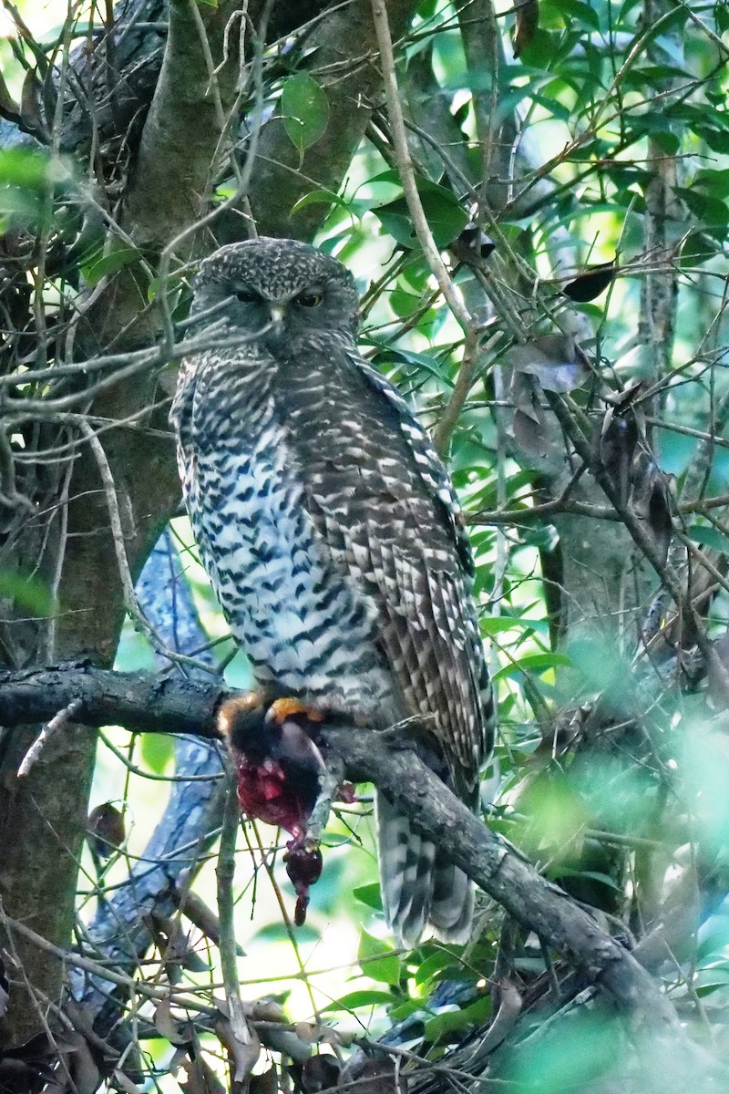 Powerful Owl - Jenny Stiles