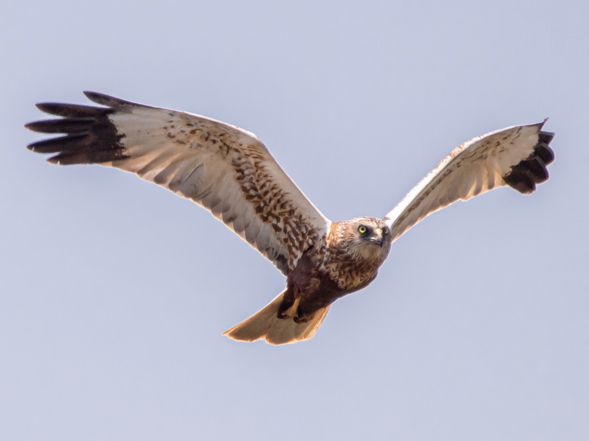 Western Marsh Harrier - ML620404101