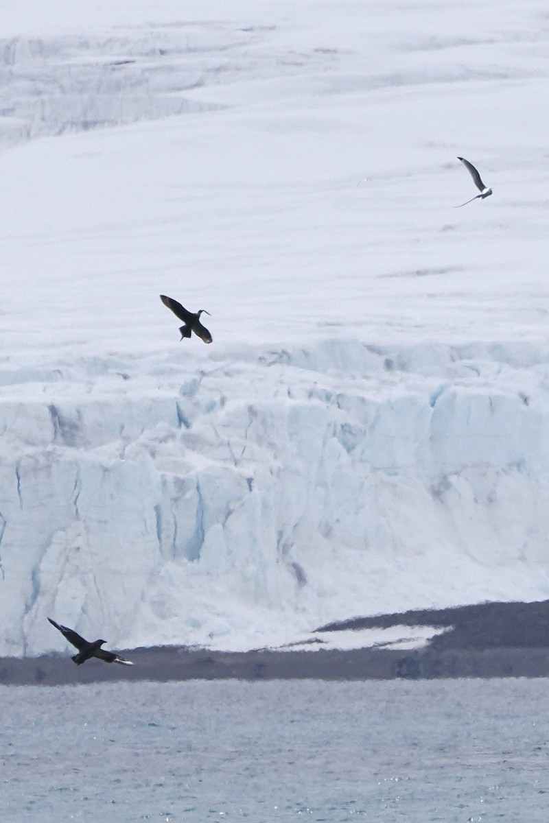 Parasitic Jaeger - ML620404107