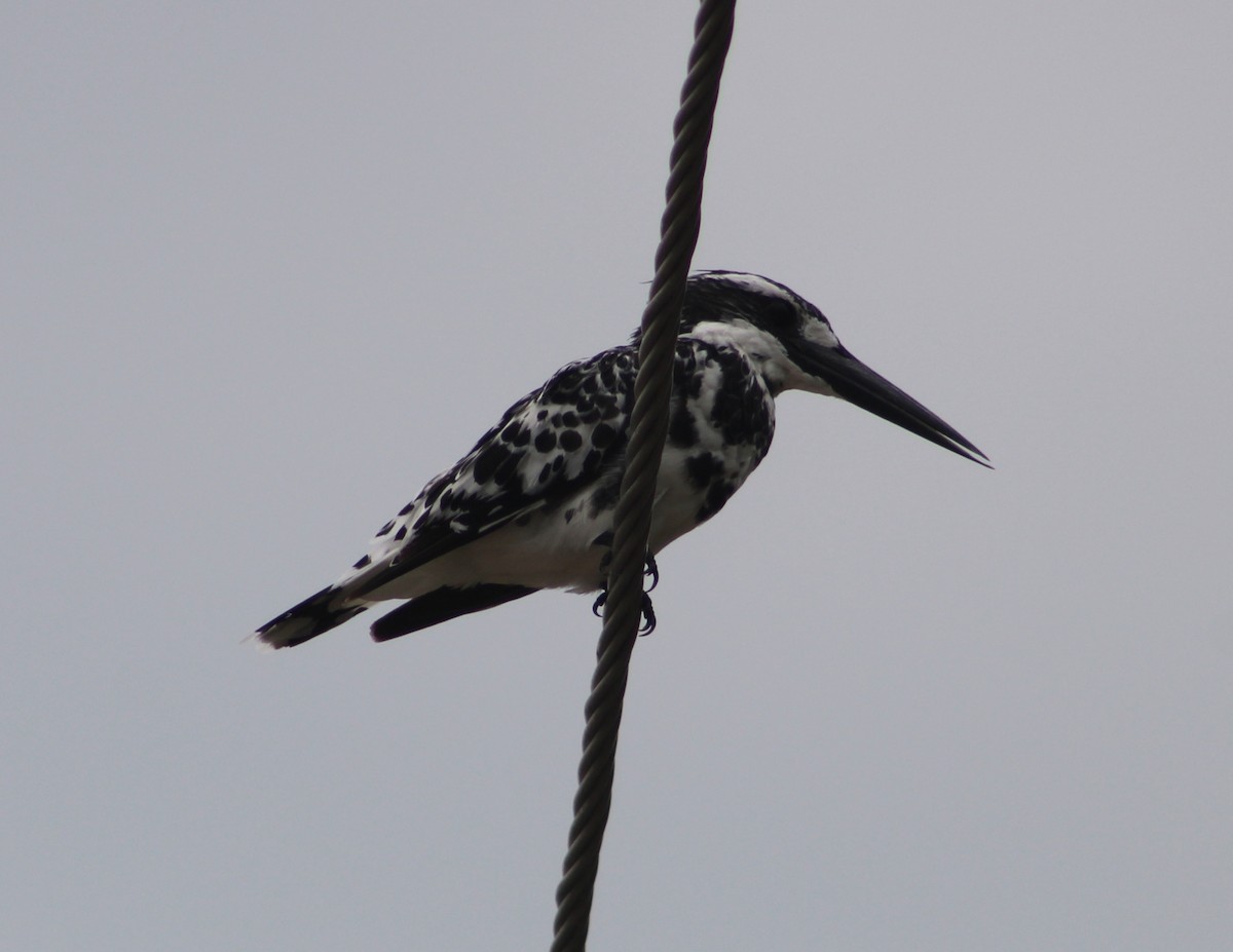 Pied Kingfisher - ML620404110