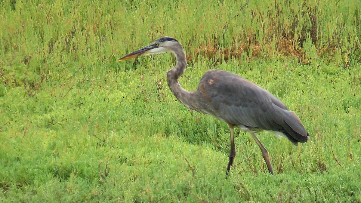 Great Blue Heron - ML620404121