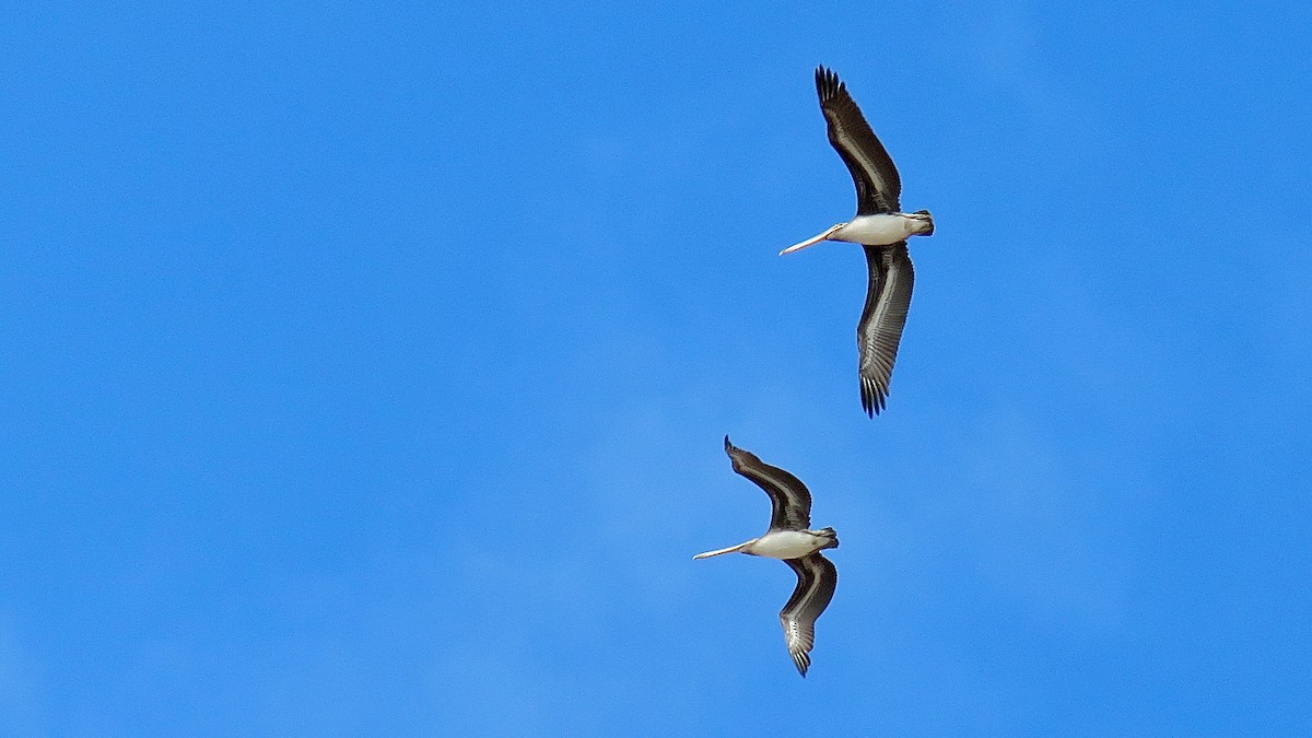 Brown Pelican - ML620404127