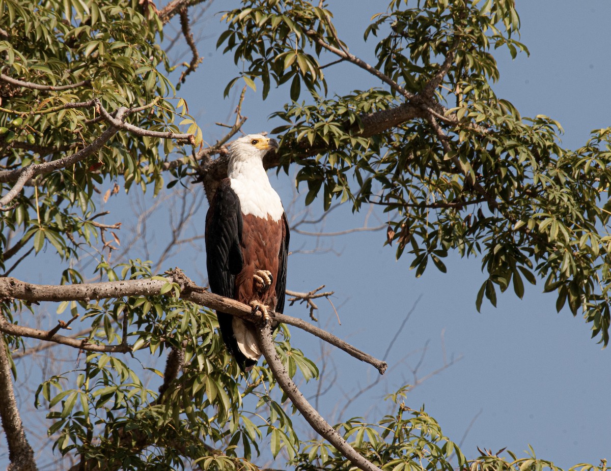 African Fish-Eagle - ML620404138