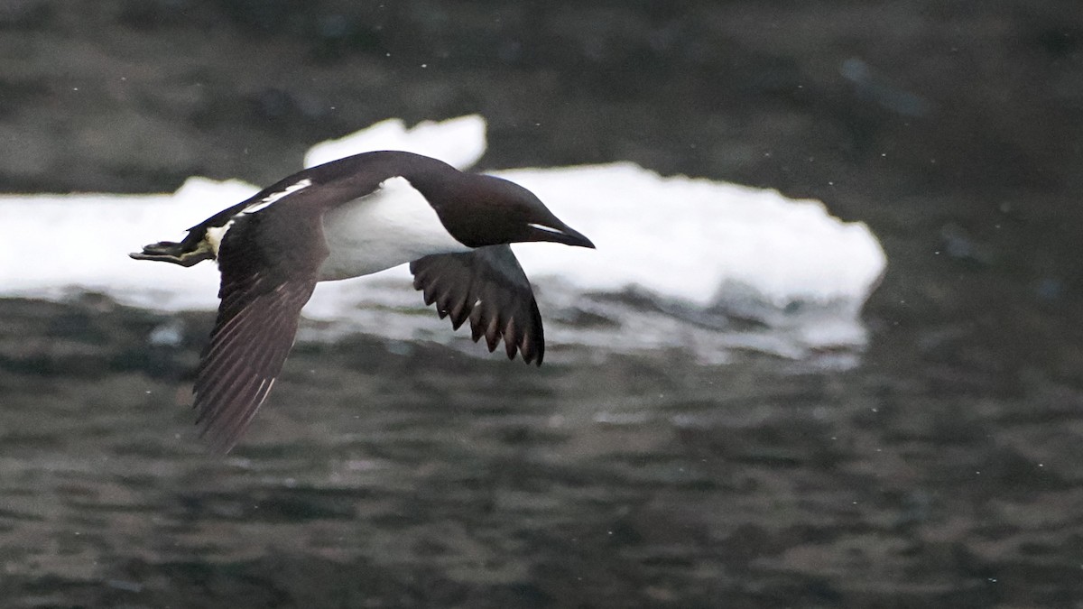 Thick-billed Murre - ML620404139