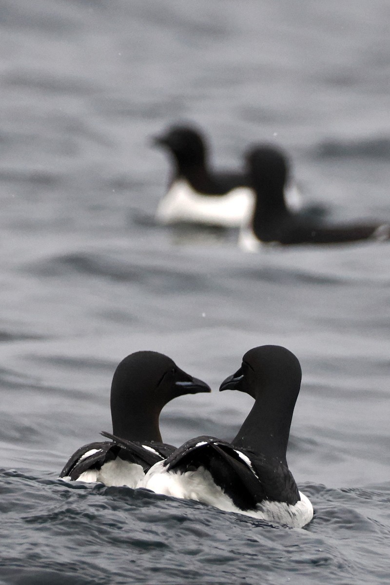 Thick-billed Murre - ML620404141