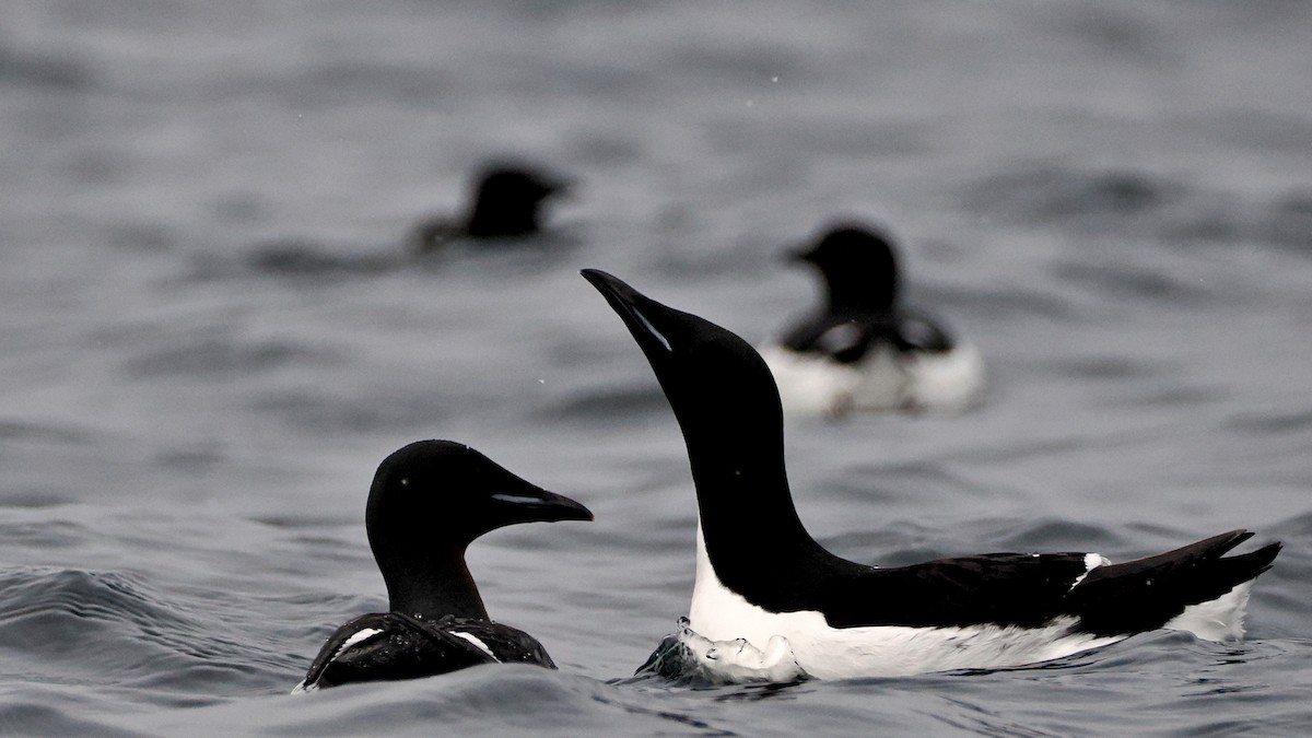 Guillemot de Brünnich - ML620404142