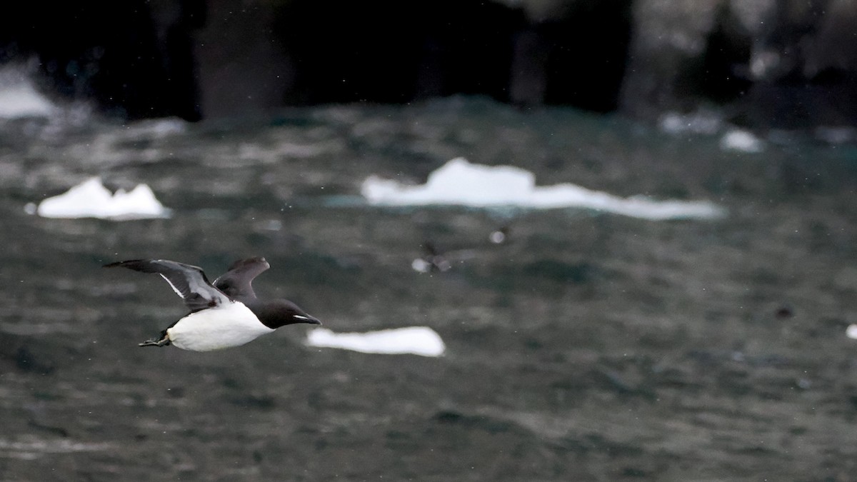 Thick-billed Murre - ML620404144