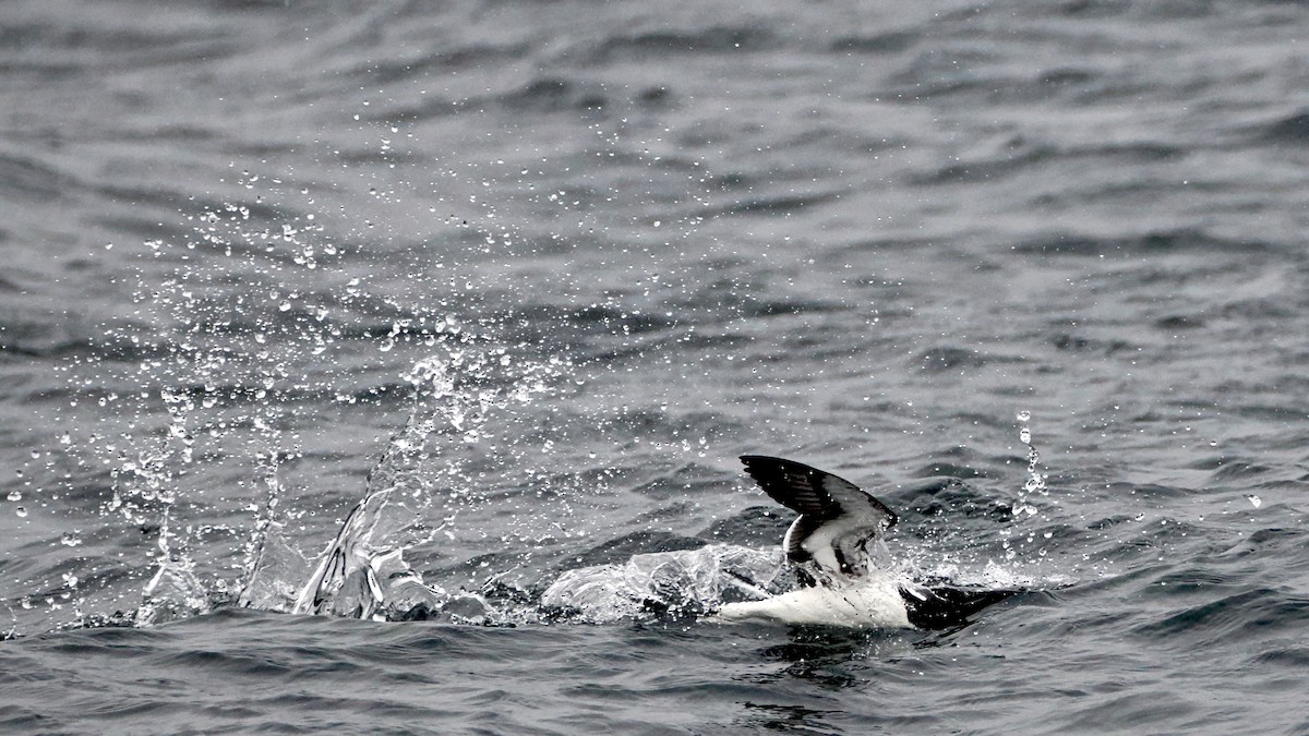 Thick-billed Murre - ML620404145