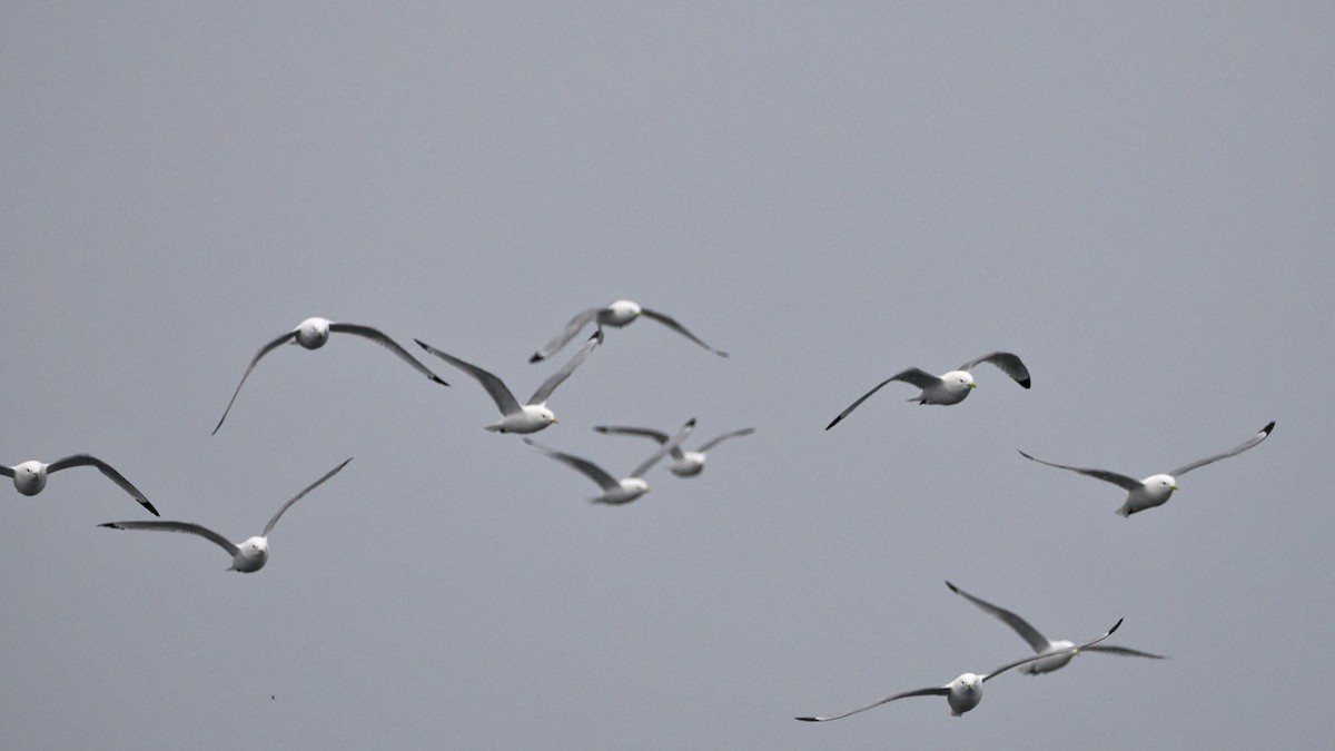 Black-legged Kittiwake - ML620404147