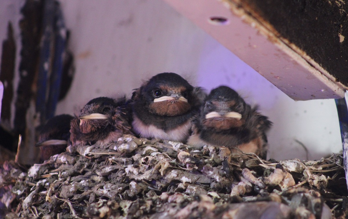 Barn Swallow - ML620404149