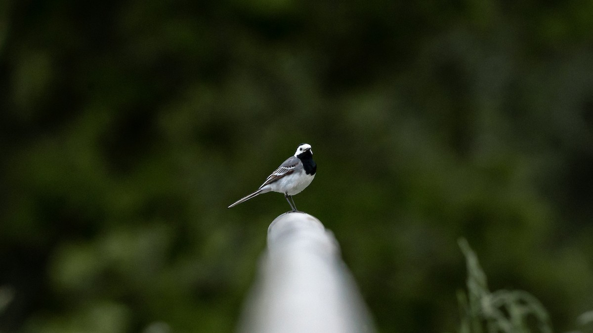 White Wagtail (White-faced) - ML620404159
