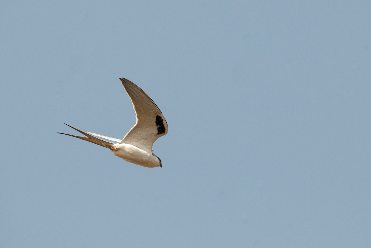 Scissor-tailed Kite - ML620404161