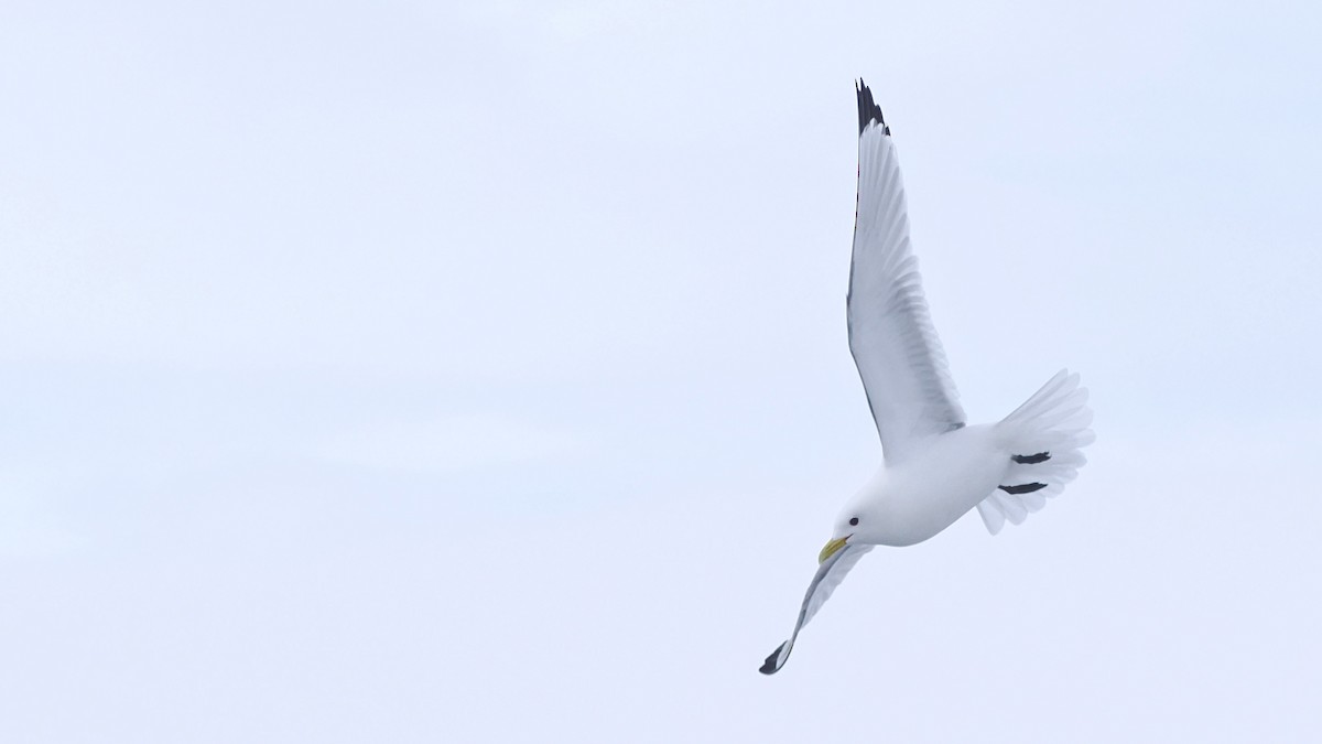 Gaviota Tridáctila - ML620404165