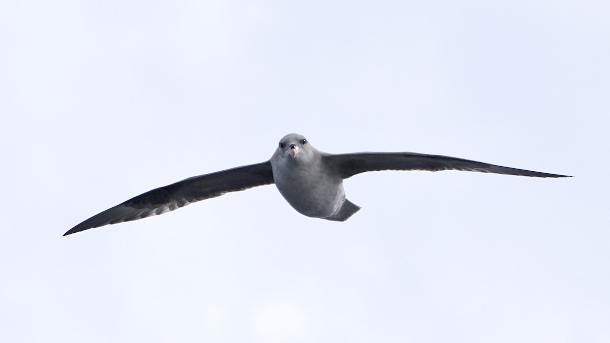 Northern Fulmar - ML620404166