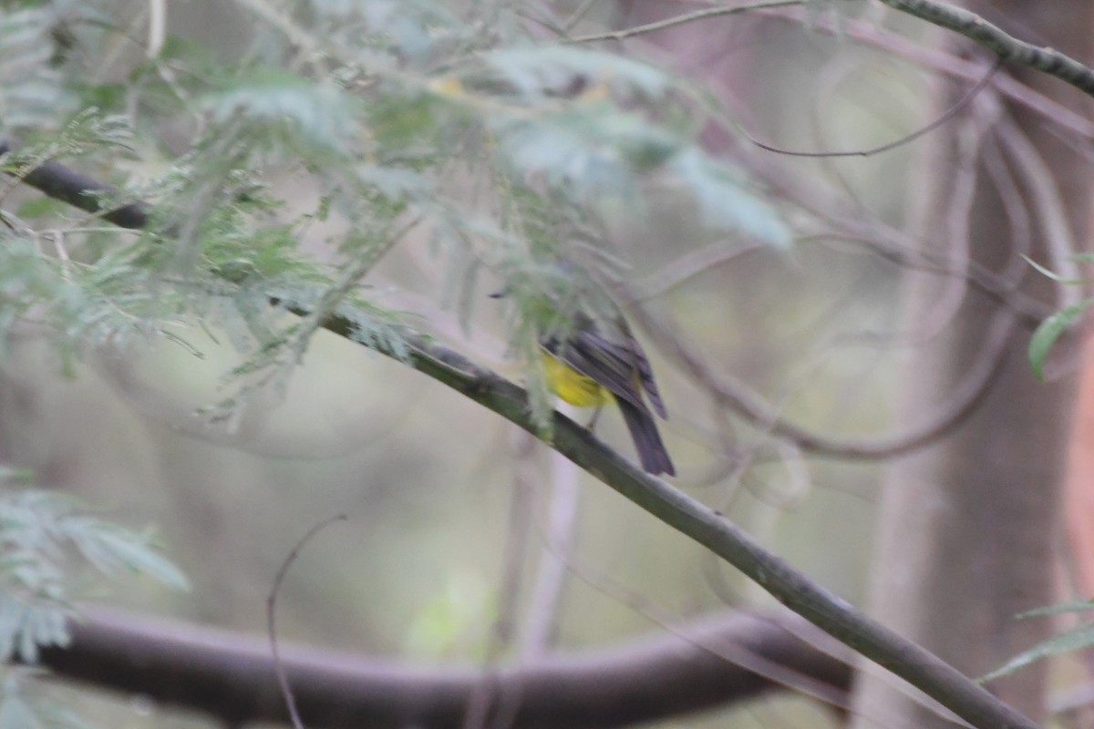 Eastern Yellow Robin - ML620404176