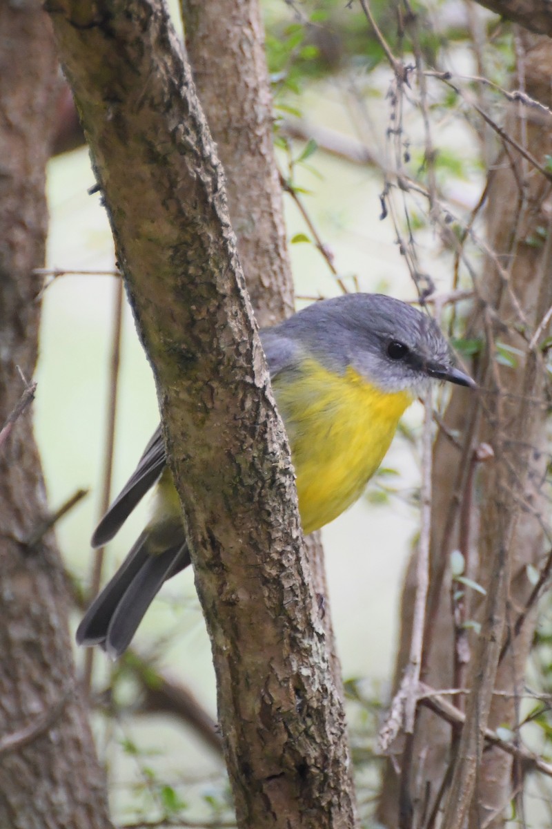 Eastern Yellow Robin - ML620404182