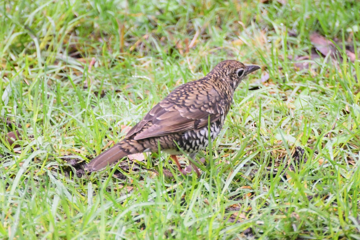 Bassian Thrush - Michael Louey