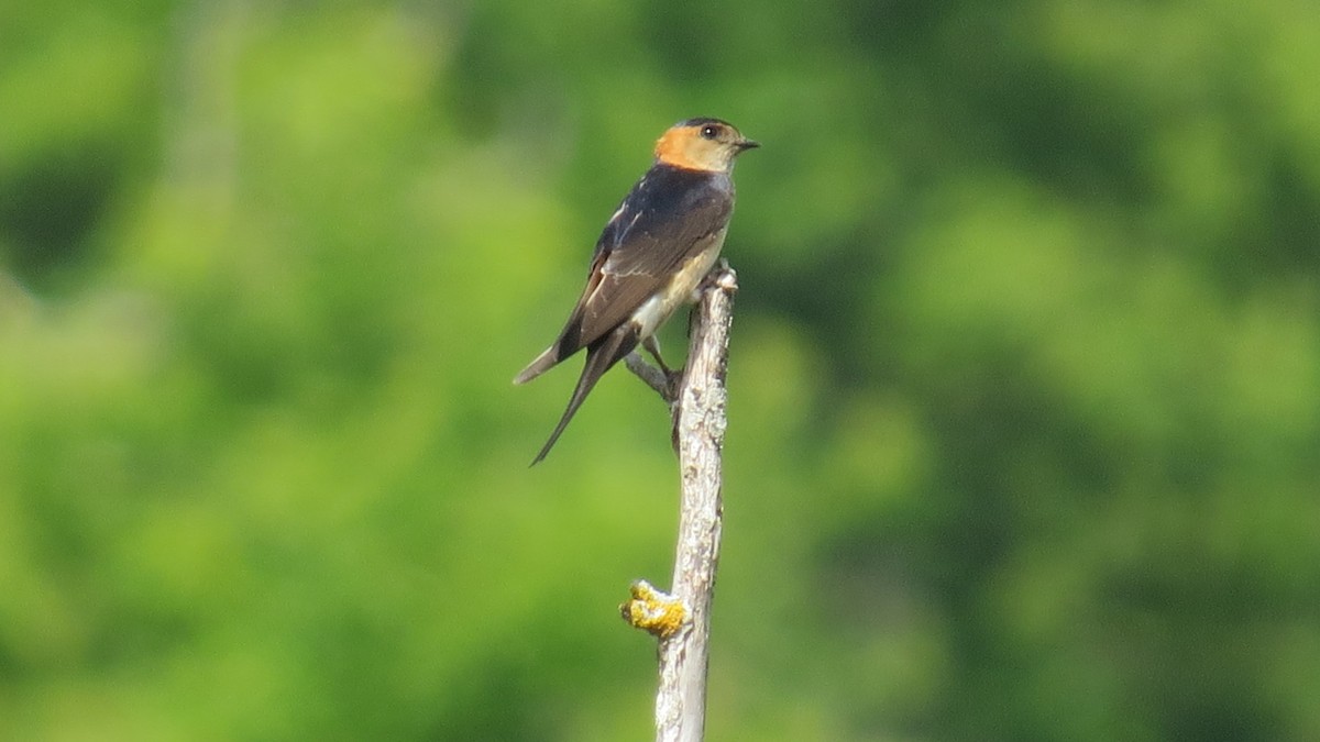 Red-rumped Swallow - ML620404198