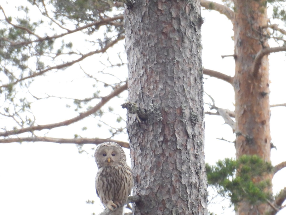 Ural Owl - ML620404217