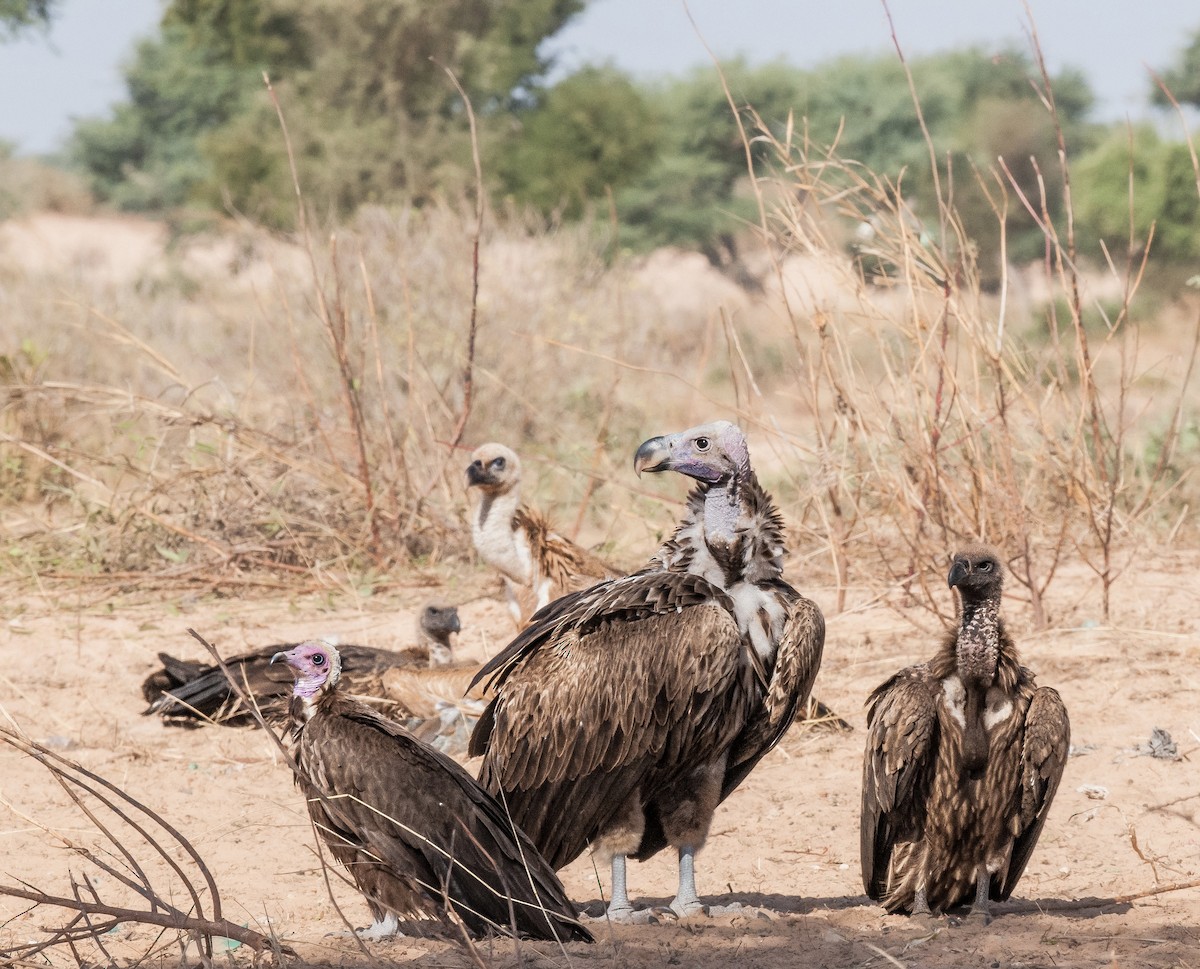 Lappet-faced Vulture - ML620404222