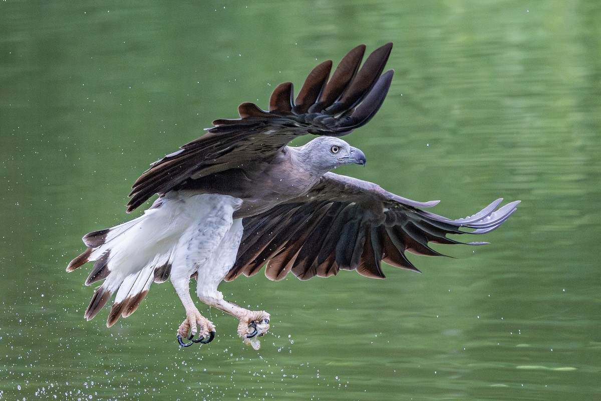 Gray-headed Fish-Eagle - ML620404227