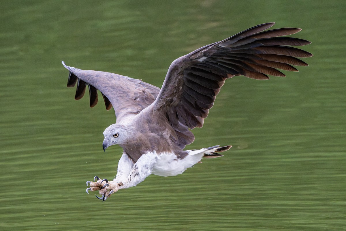 Gray-headed Fish-Eagle - ML620404228