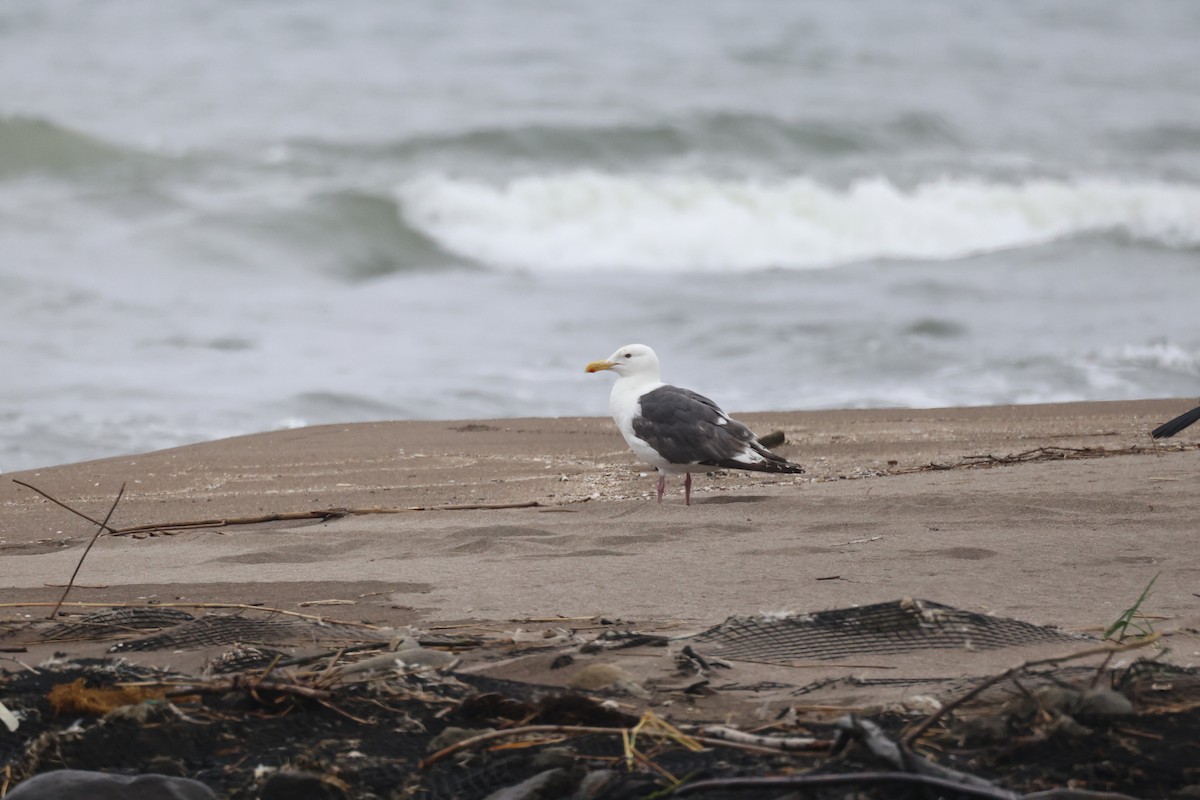 Slaty-backed Gull - ML620404230