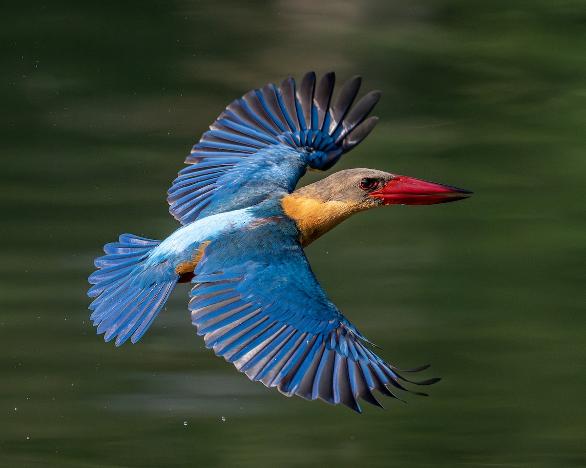 Stork-billed Kingfisher - ML620404234