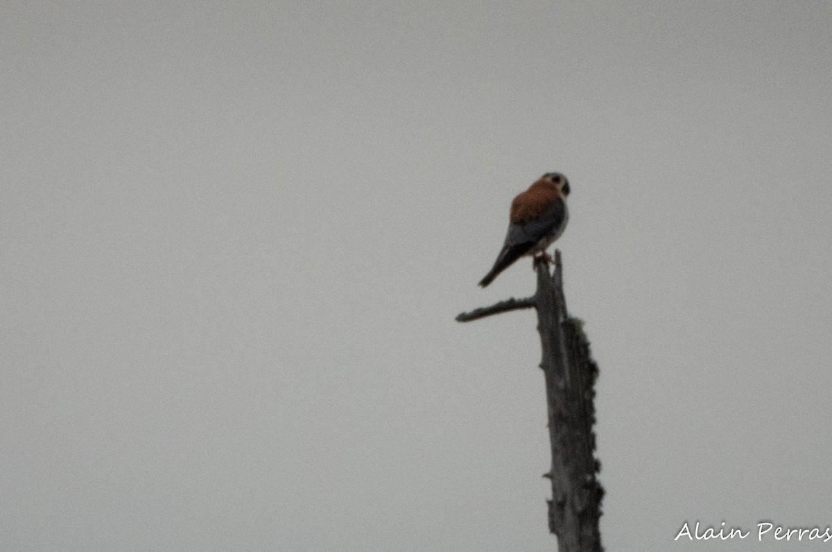 American Kestrel - ML620404245