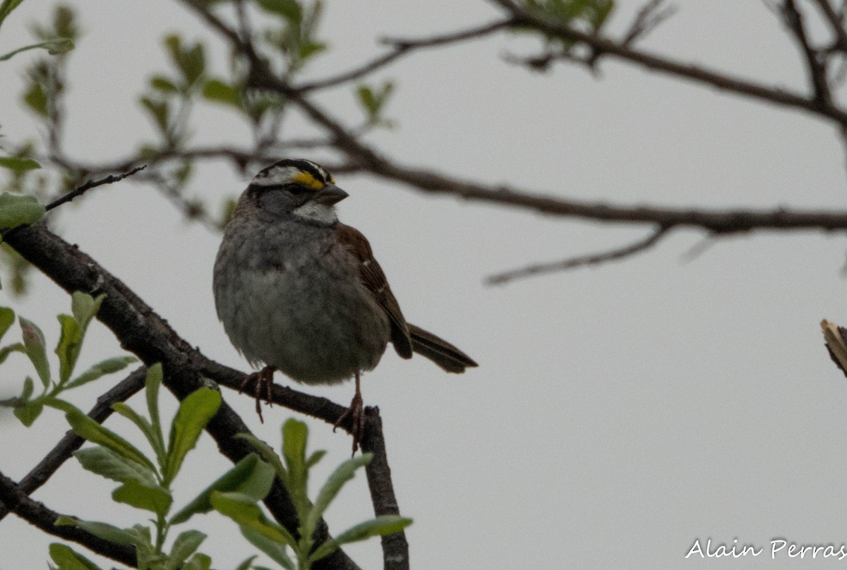 White-throated Sparrow - ML620404247