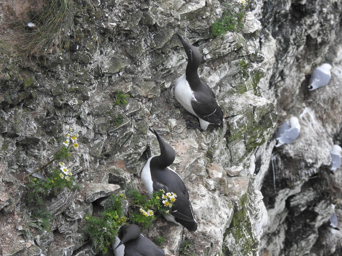 Common Murre - ML620404256