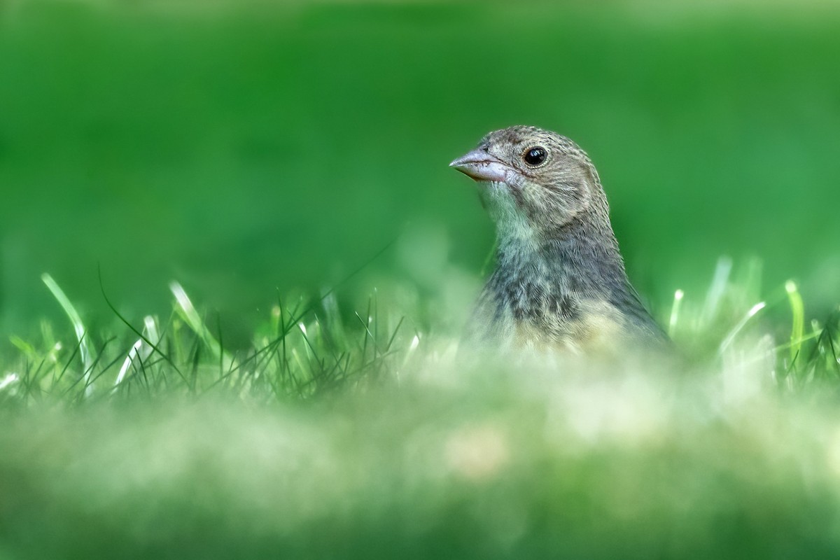 Brown-headed Cowbird - ML620404257