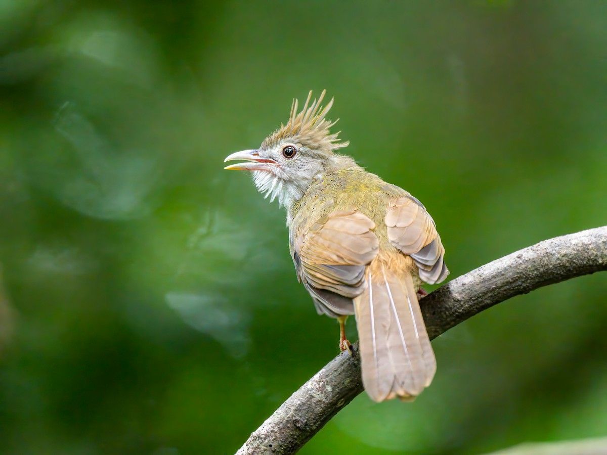 Puff-throated Bulbul - ML620404260