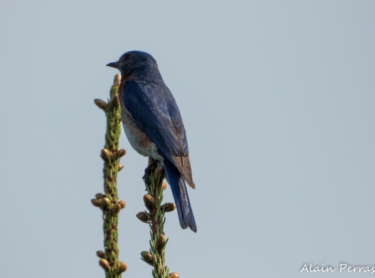 Eastern Bluebird - ML620404278