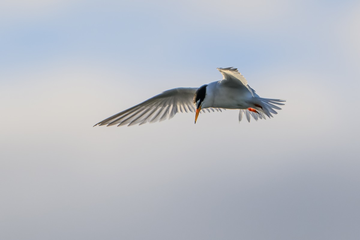 Little Tern - ML620404284