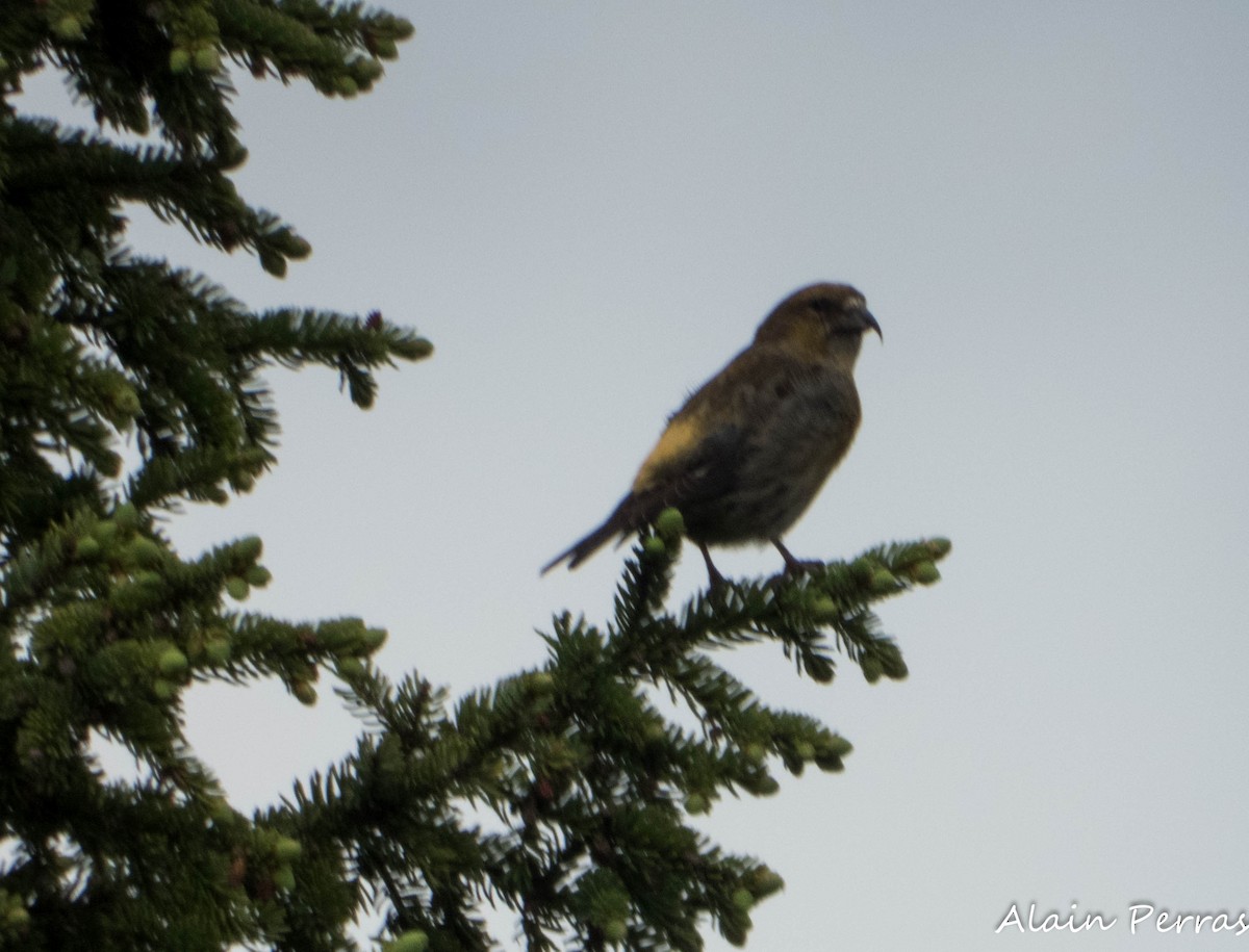 Red Crossbill - ML620404288