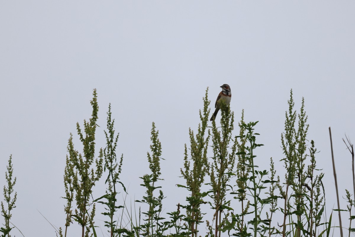 Chestnut-eared Bunting - ML620404299