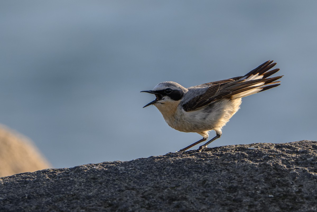 Northern Wheatear - ML620404314