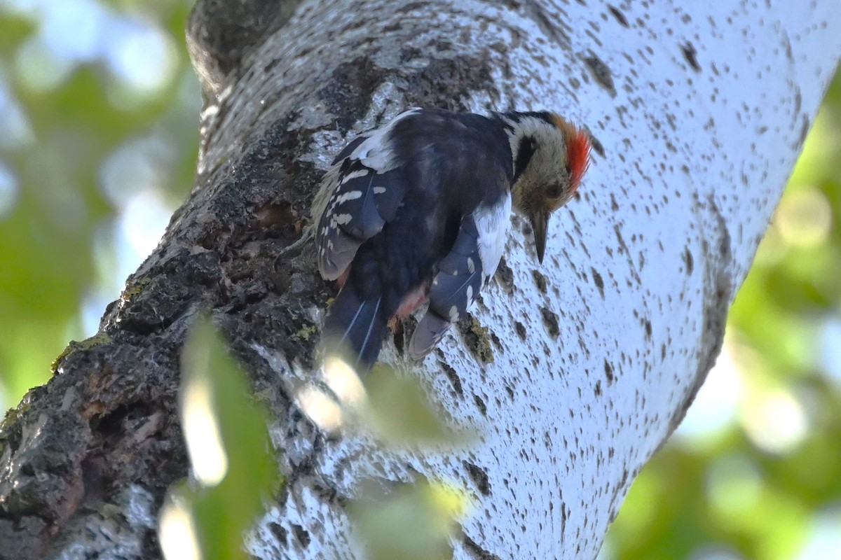 Middle Spotted Woodpecker - ML620404340