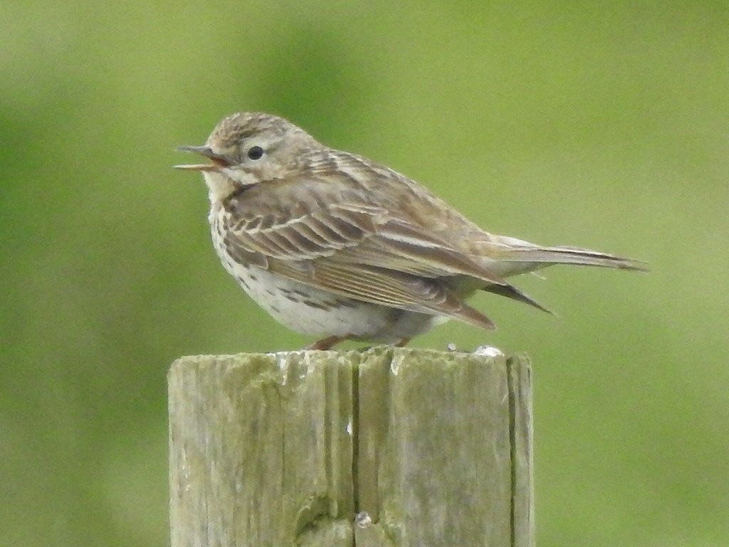 Meadow Pipit - ML620404341