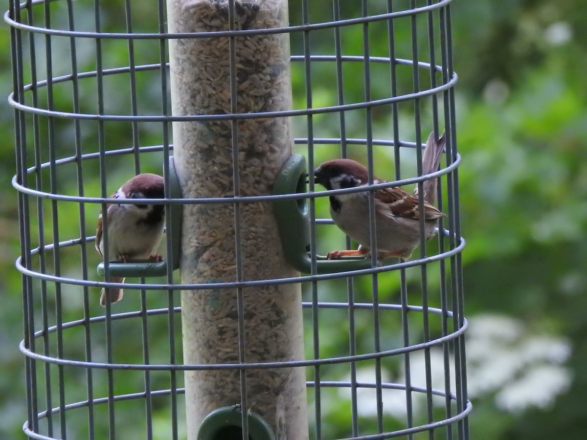 Eurasian Tree Sparrow - ML620404344