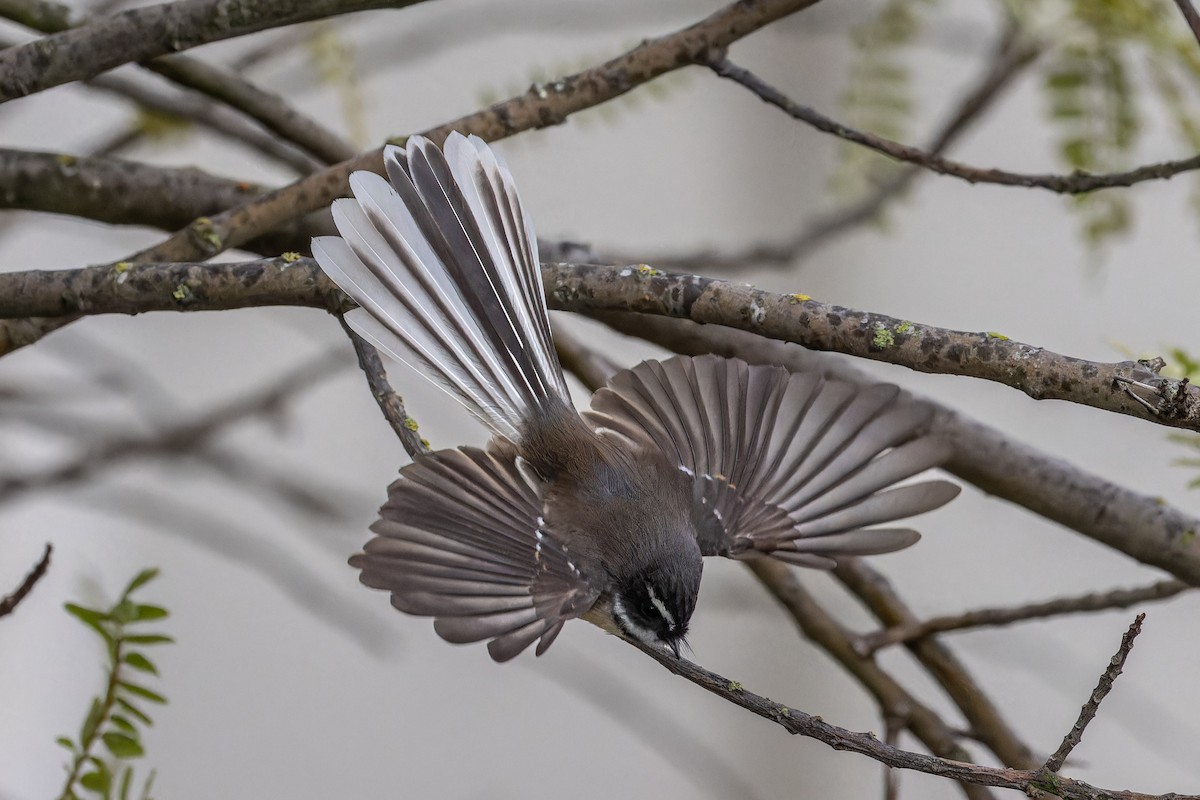 New Zealand Fantail - ML620404352