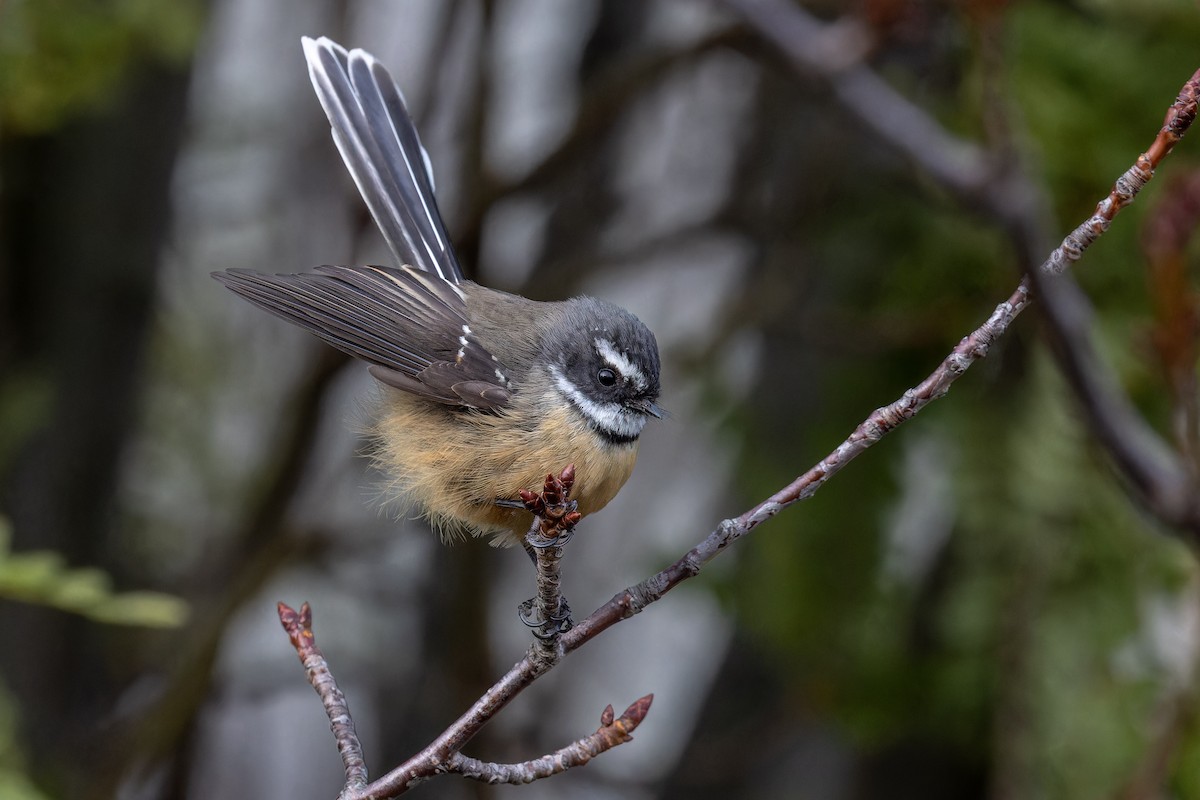 New Zealand Fantail - ML620404355