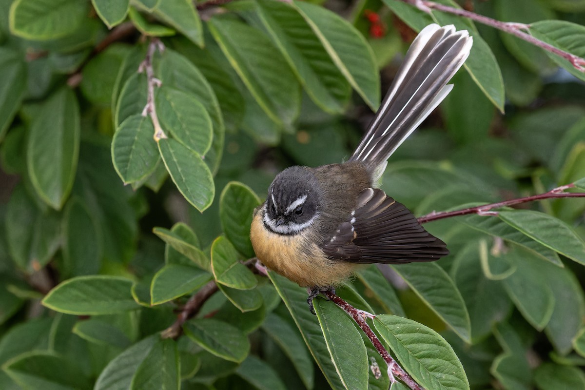 New Zealand Fantail - ML620404357