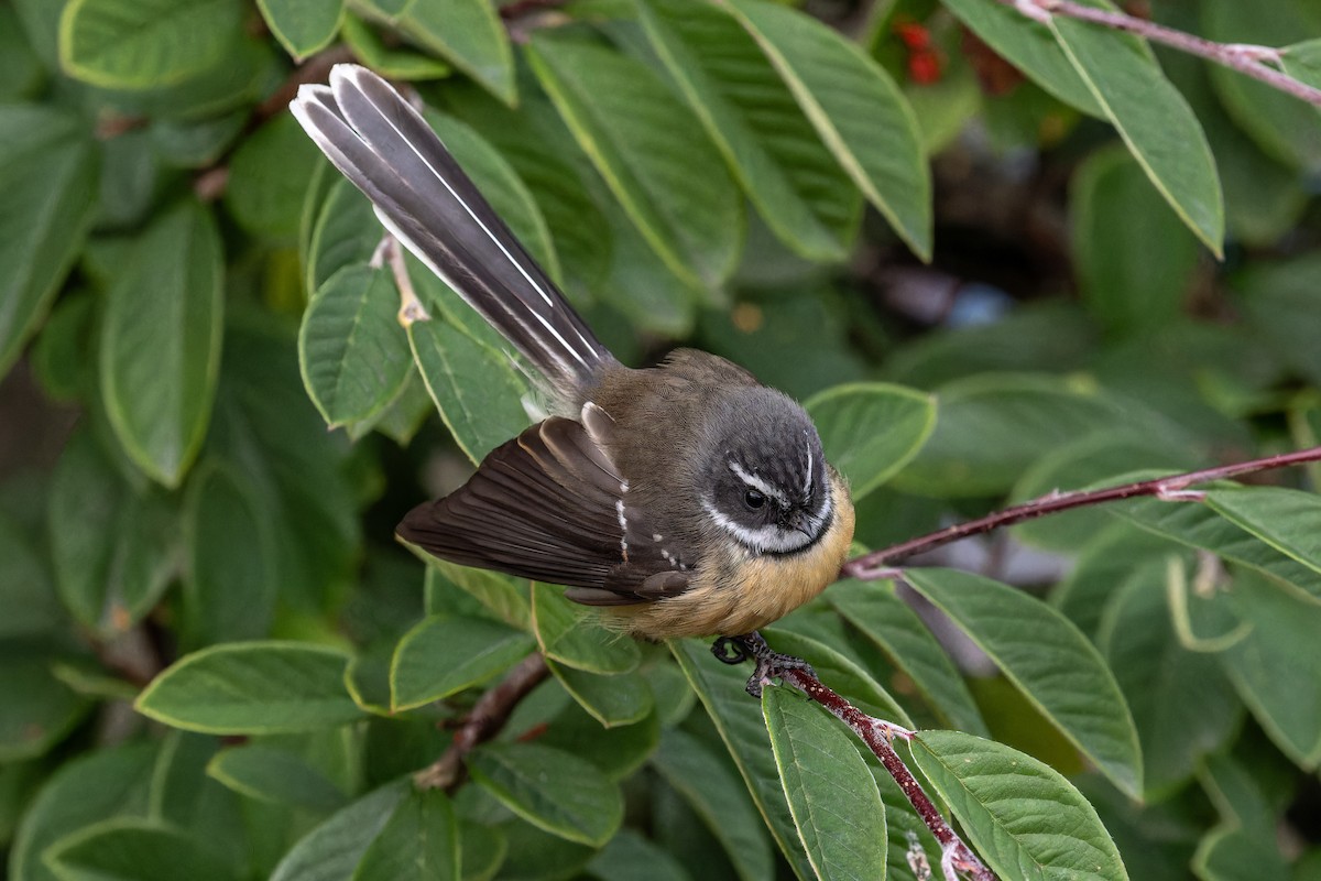 New Zealand Fantail - ML620404358