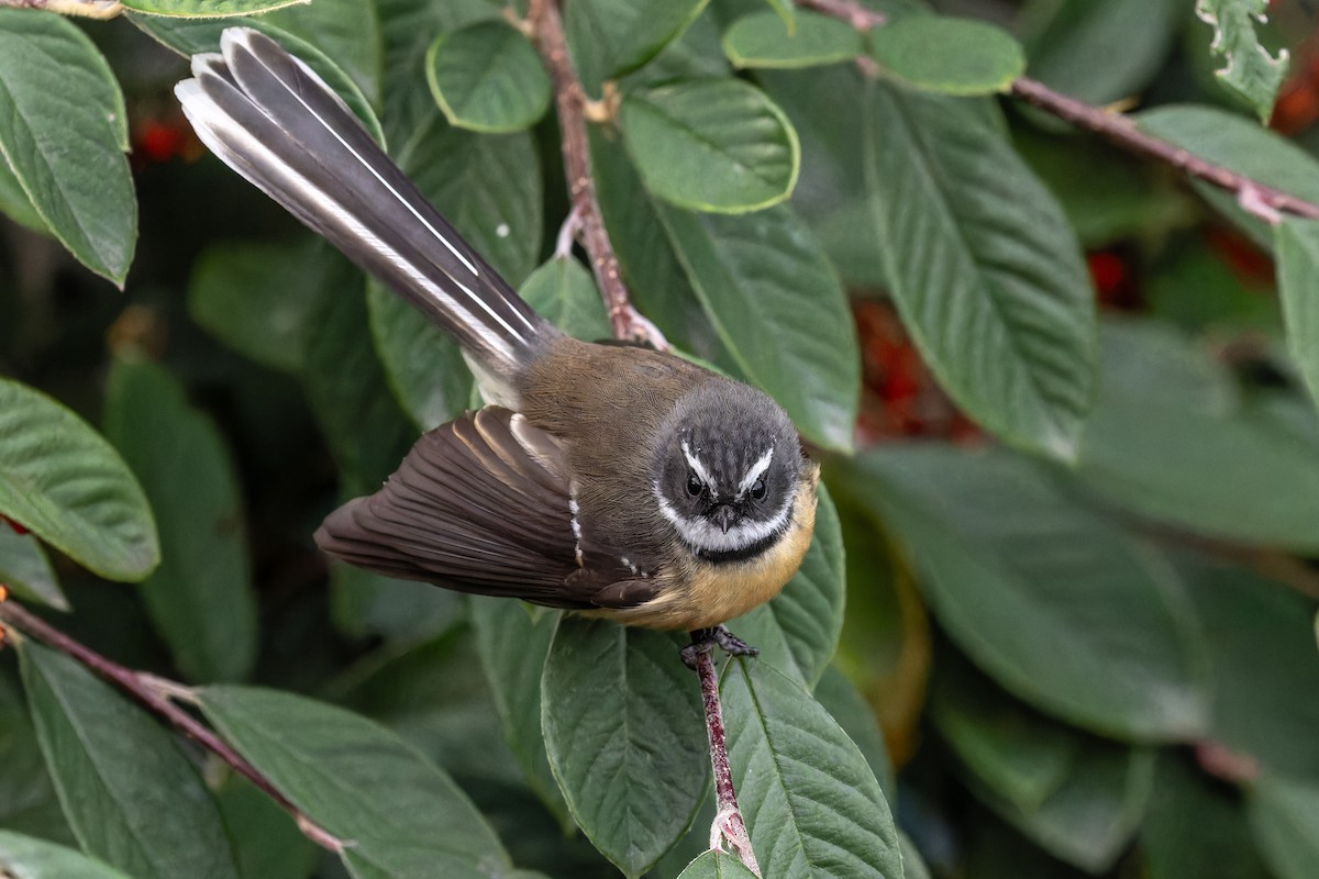 New Zealand Fantail - ML620404359