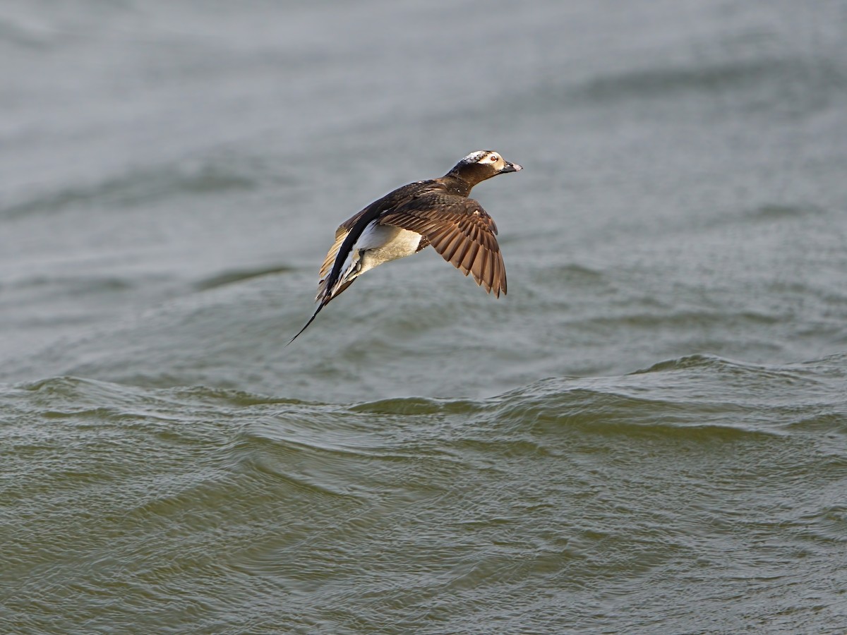 Long-tailed Duck - ML620404361